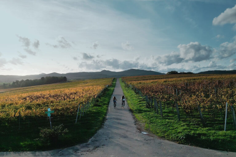 Zwei Frauen fahren mit dem Fahrrad auf einem schmalen Weg durch goldene Weinberge, im Hintergrund sanfte Hügel und ein weiter Himmel mit Wolken.